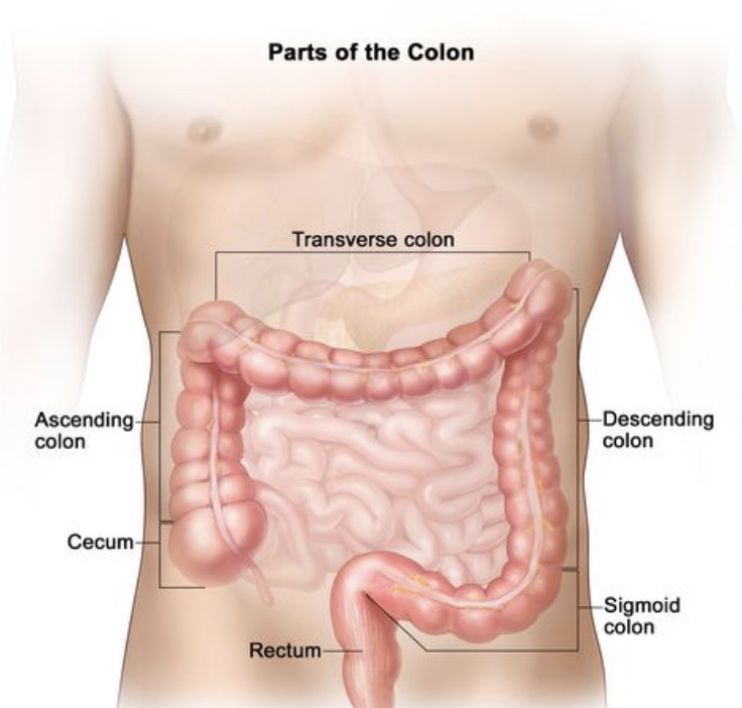 Colon Broom Effects